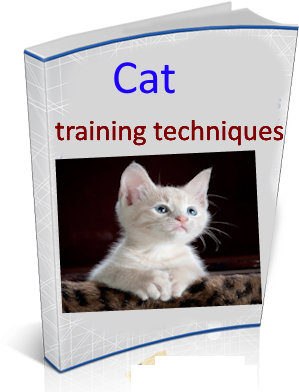Cat training techniques